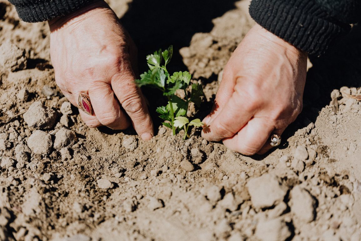 Conversión ecológica