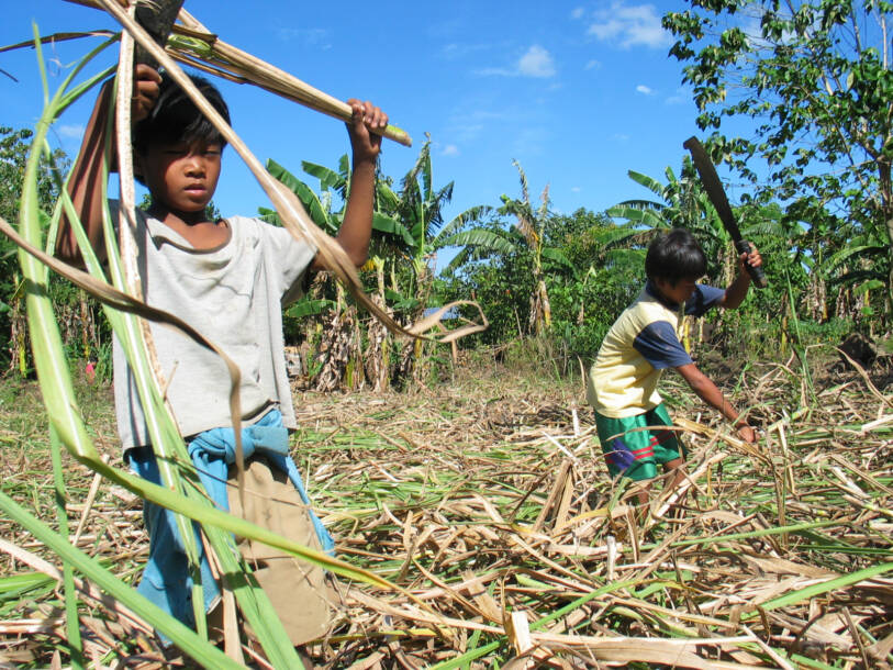 Children in field cut crops