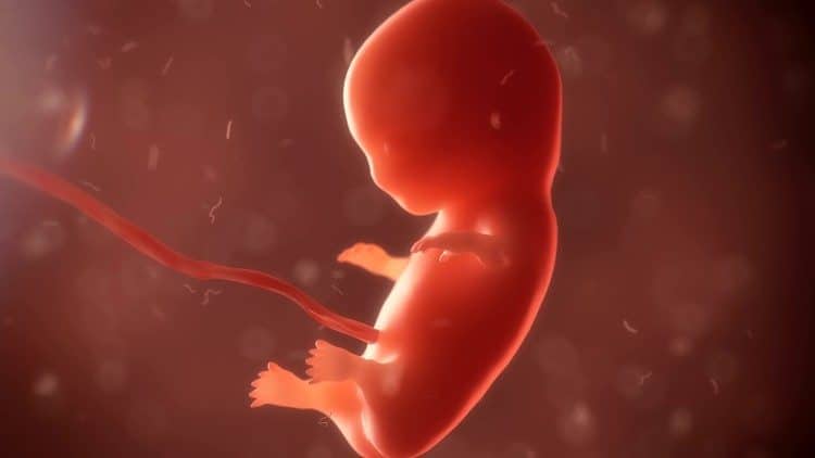 La vida humana en estado embrionario (©unlimit3d - stock.adobe.com)