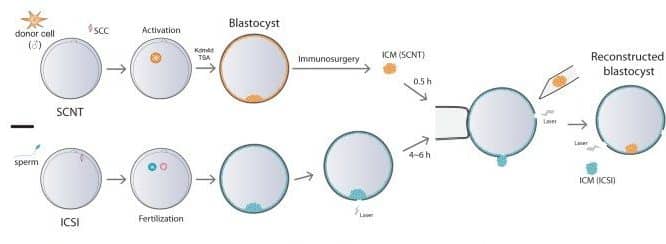 Liao, Z., Zhang, J., Sun, S. et al. Reprogramming mechanism dissection and trophoblast replacement application in monkey somatic cell nuclear transfer. Nat Commun 15, 5 (2024).