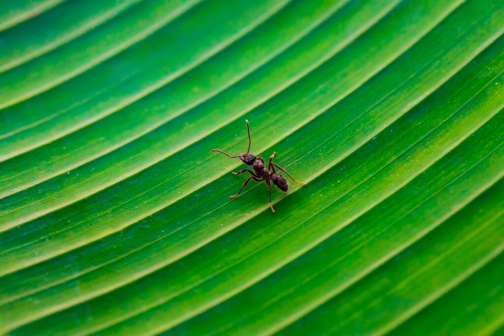 Diligence: Are You an Ant or a Sloth?