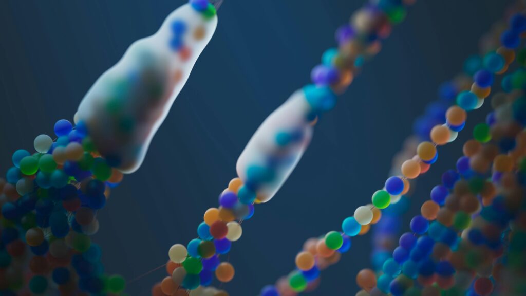 Embrioni di maiale sviluppati con cuori formati da cellule umane